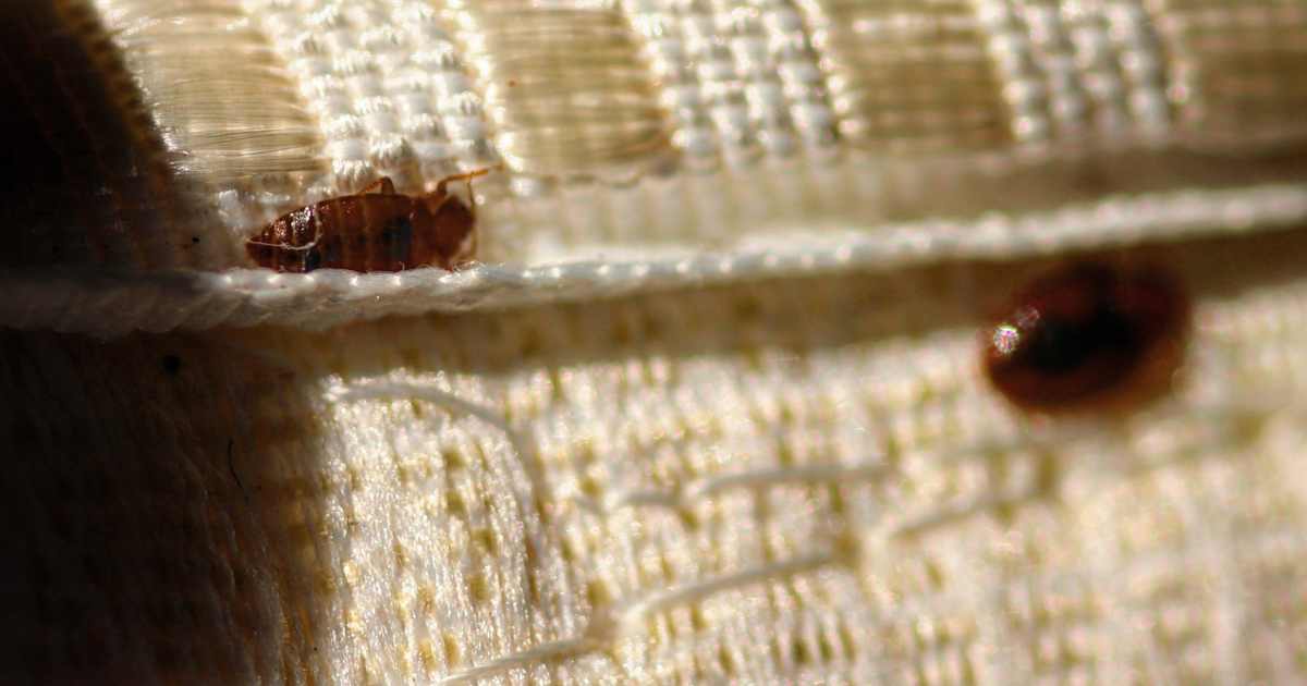 Understand the Bed Bug Life Cycle